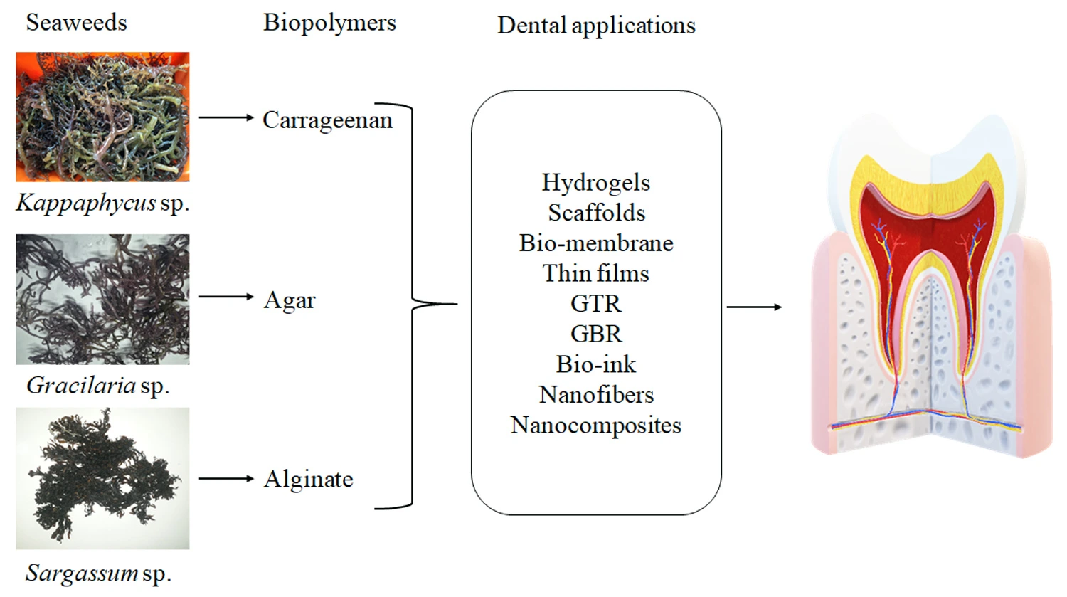Graphical Abstract