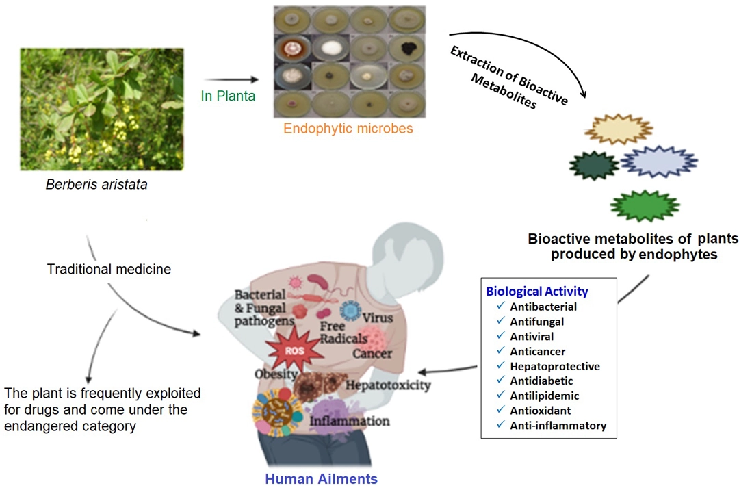 Graphical Abstract