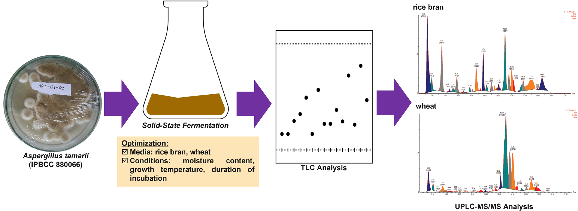 Graphical Abstract