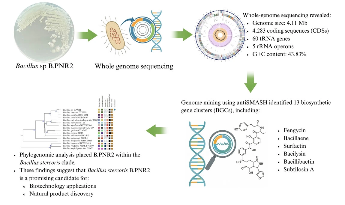 Graphical Abstract