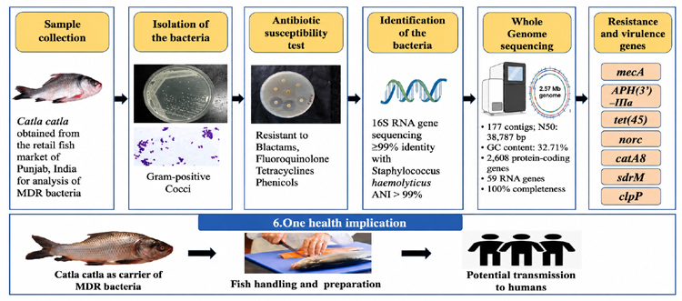 Graphical Abstract