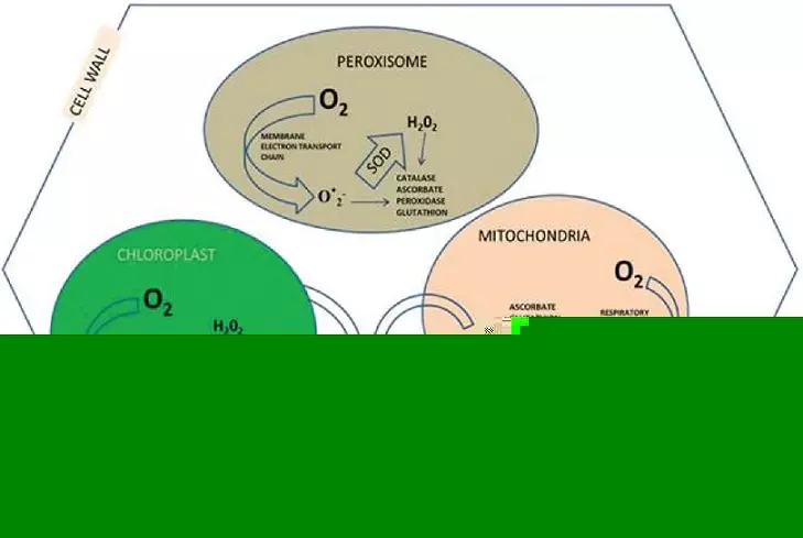 Graphical Abstract