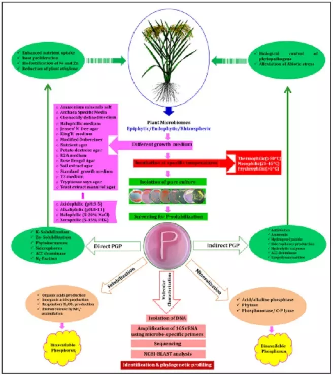 Graphical Abstract