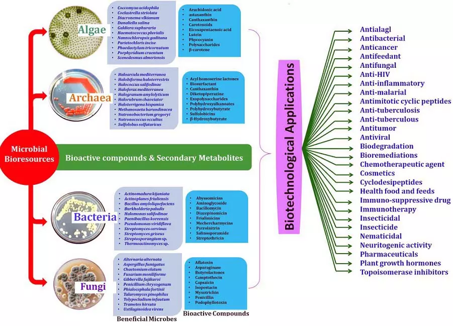 Graphical Abstract