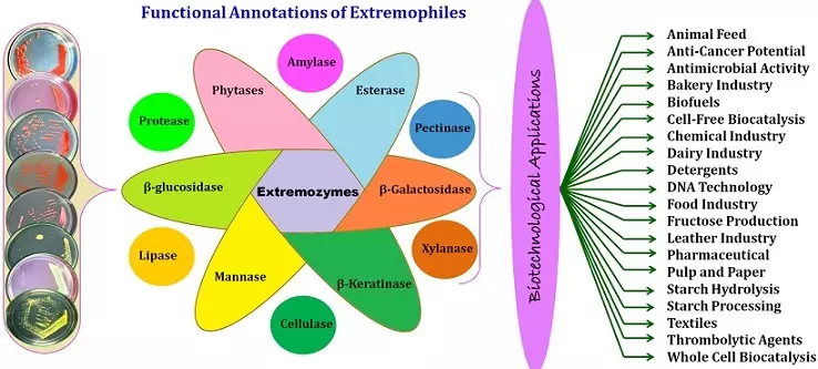 Graphical Abstract