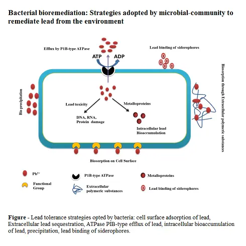Graphical Abstract