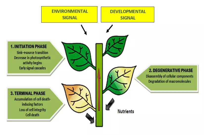 Graphical Abstract
