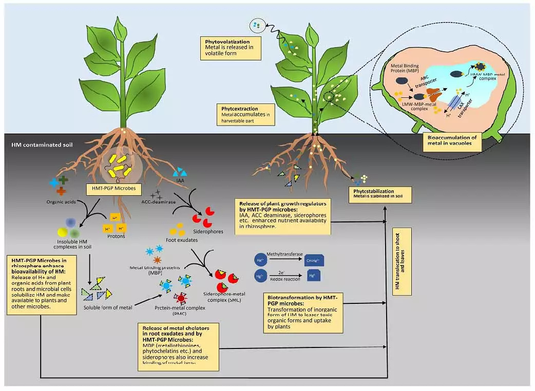 Graphical Abstract