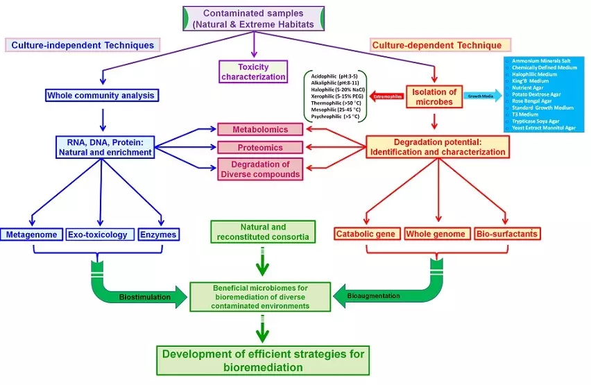 Graphical Abstract