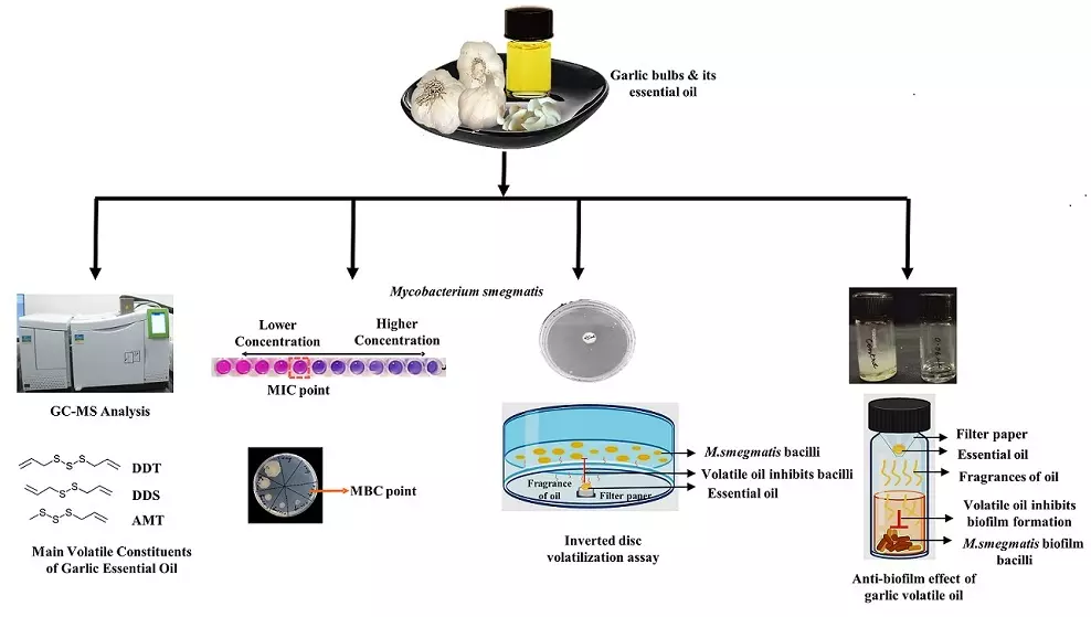 Graphical Abstract