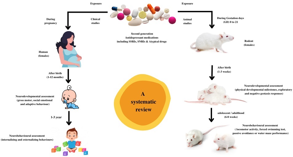 Graphical Abstract