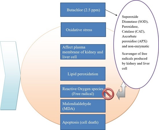 Graphical Abstract