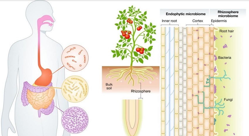 Graphical Abstract